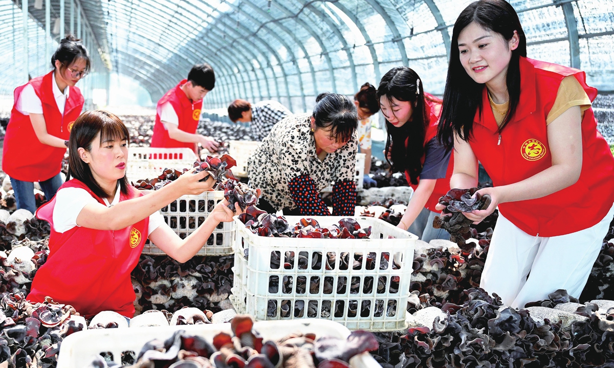 CPC members help growers harvest black fungus and supply it to the market on May 19, 2025 in Bozhou City, Anhui Province. Photo: VCG