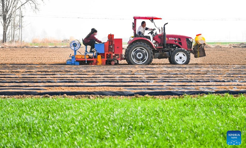 Farmers drive agricultural machinery to plant taro in Nanqiao Town of Xingtang County, Shijiazhuang of north China's Hebei Province, March 25, 2026. Farmers across China have recently been busy with spring ploughing. (Photo by Zhang Xiaofeng/Xinhua)

