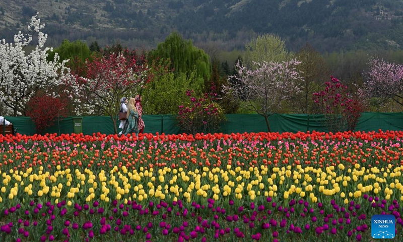 Tourists stroll through a blooming tulip garden in Srinagar, the summer capital of Indian-controlled Kashmir, March 25, 2026. (Xinhua/Javed Dar)


