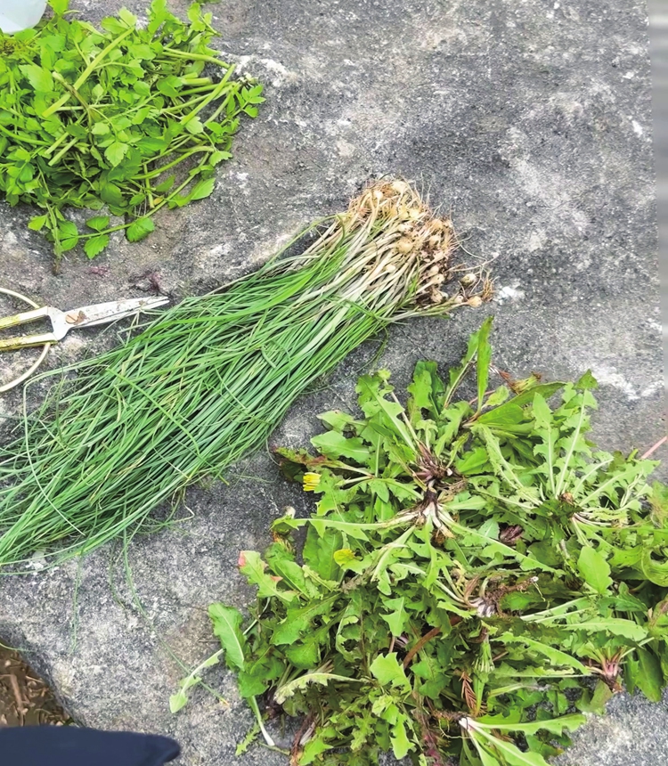 Wild spring vegetables foraged by Zhou Xinyue Photo: Courtesy of Zhou Xinyue
