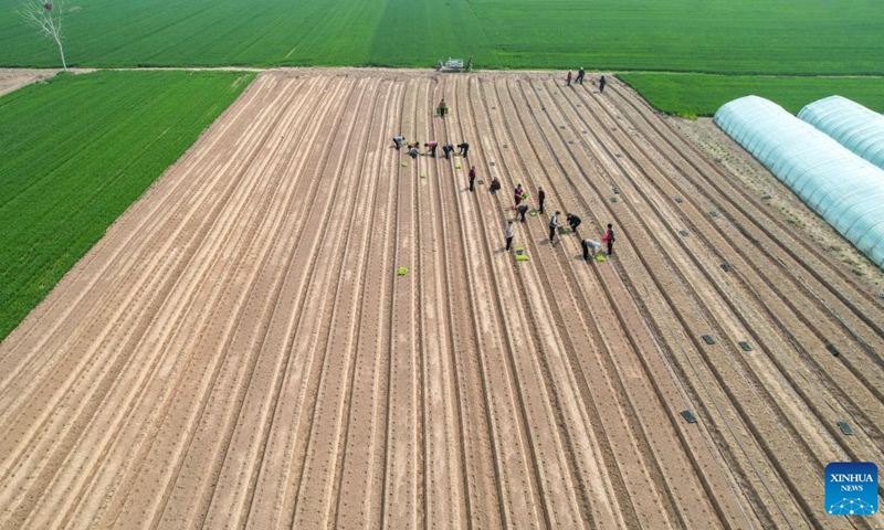 An aerial drone photo taken on March 25, 2026 shows farmers planting Chinese medical herbs in a field in Guolou Village of Huiting Town, Shangqiu City of central China's Henan Province. Farmers across China have recently been busy with spring ploughing. (Photo by Wang Gaochao/Xinhua)

