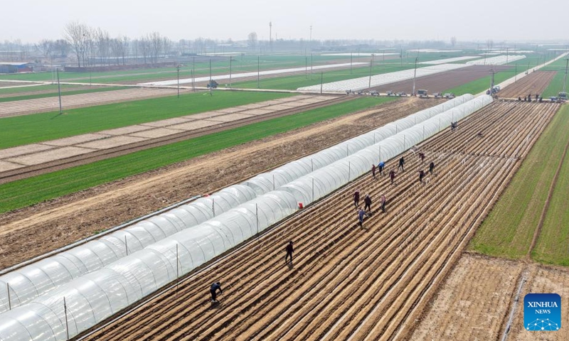 An aerial drone photo taken on March 25, 2026 shows farmers working in a ginger field in Nanqiao Town of Xingtang County, Shijiazhuang of north China's Hebei Province. Farmers across China have recently been busy with spring ploughing. (Photo by Liang Zidong/Xinhua)

