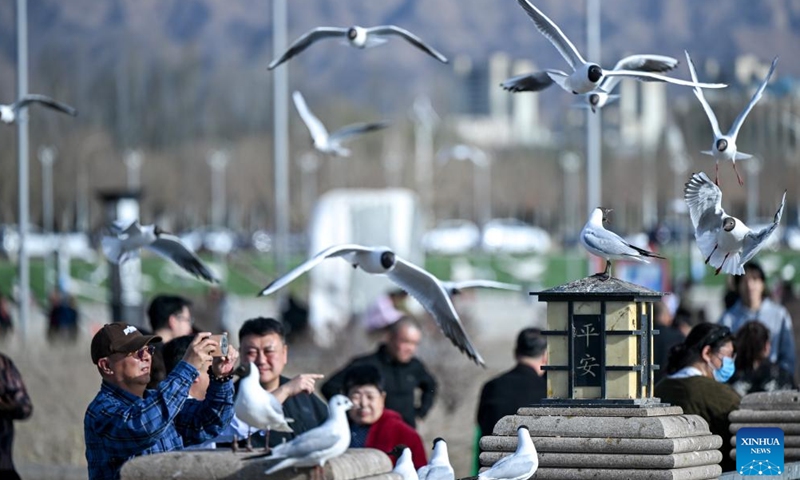 People watch black-headed gulls by Wuhai Lake in Wuhai City, north China's Inner Mongolia Autonomous Region, March 25, 2026.

Wuhai Lake, one of Inner Mongolia's major lakes, covers an area of 118 square kilometers. (Xinhua/Lian Zhen)