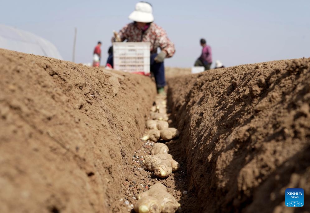 Farmers plant ginger in Nanqiao Town of Xingtang County, Shijiazhuang of north China's Hebei Province, March 25, 2026. Farmers across China have recently been busy with spring ploughing. (Xinhua/Yang Shiyao)

