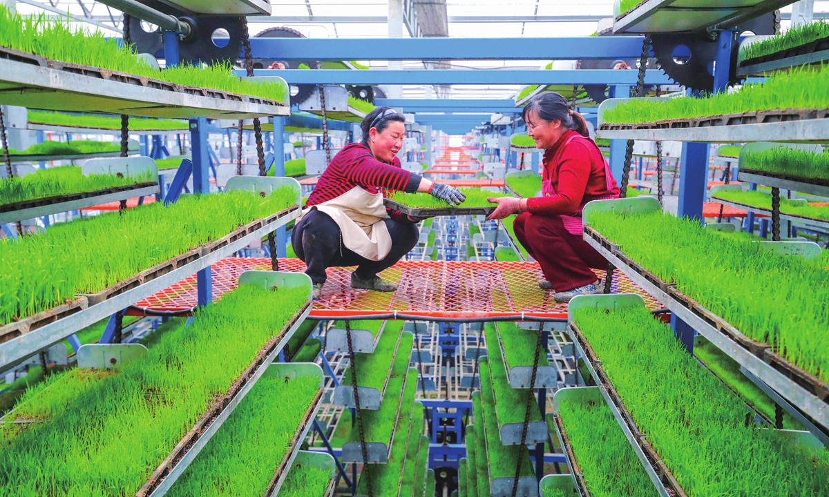 Two workers handle rice seedlings at a fully automated smart rice seedling factory in Guangshan county, Xinyang, Central China's Henan Province, on March 26, 2026. During the spring sowing season, local farmers are using agricultural technology to move rice seedling cultivation from outdoors to indoors and from the ground to the 