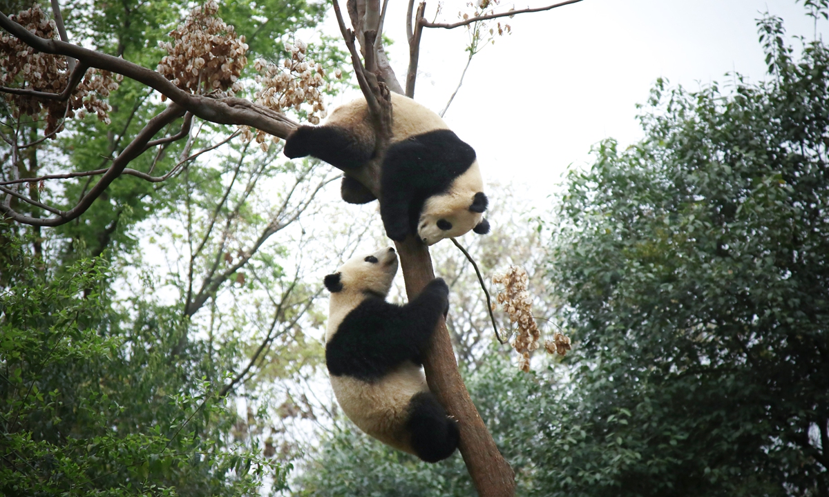 Two pandas play on a tree in Chengdu Research Base of Giant Panda Breeding in Southwest China's Sichuan Province on March 26, 2026. Photo: VCG