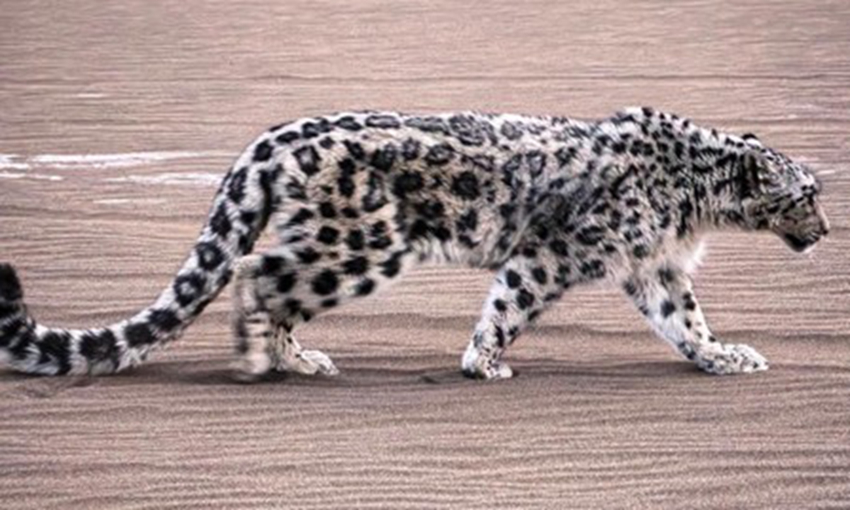 A wild snow leopard is spotted at noon on March 21, 2026 in the Kumtag Desert in Turpan, Northwest China's Xinjiang Uygur Autonomous Region. Photo: Xinhua