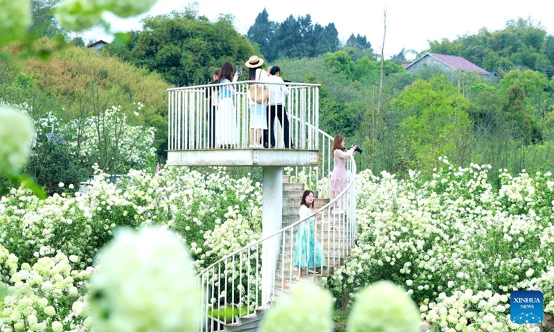 Tourists enjoy blossoms in Naxi District of Luzhou City, southwest China's Sichuan Province, March 24, 2026. (Photo by Liao Shengchun/Xinhua)