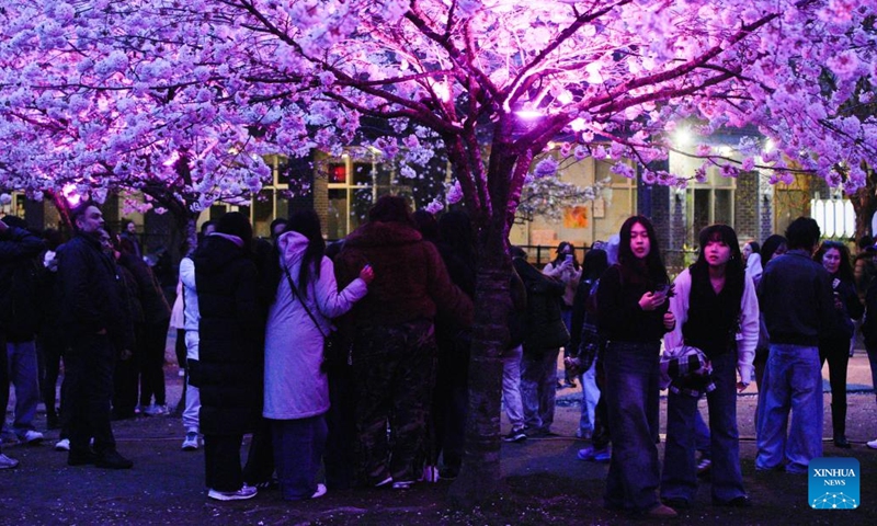 People view illuminated cherry blossom trees during the Blossoms After Dark event at David Lam Park in Vancouver, British Columbia, Canada, on March 27, 2026. The two-night free outdoor event features illuminated cherry blossoms, performances, food vendors and interactive activities. (Photo by Liang Sen/Xinhua)