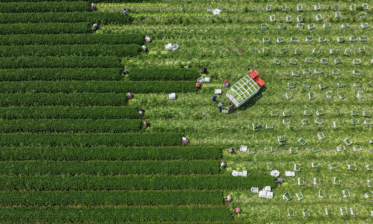 Farmers harvest celery in the fields in Chengban Village, Fuqing, East China's Fujian Province, on March 29, 2026 as the area enters the harvest season. A total of 712,000 mu (47,470 hectares) of high-standard farmland was added or upgraded across the province last year, keeping 