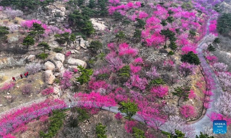 People enjoy blossoms in Jimo District of Qingdao, east China's Shandong Province, March 24, 2026. (Photo by Liang Xiaopeng/Xinhua)