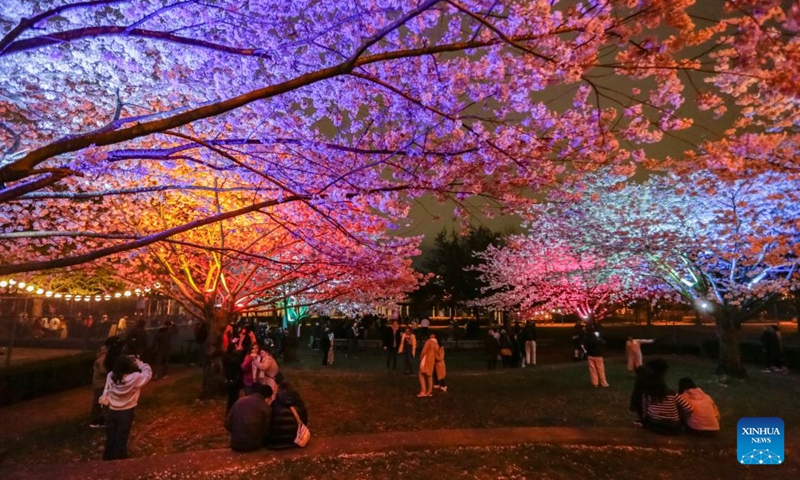 People view illuminated cherry blossom trees during the Blossoms After Dark event at David Lam Park in Vancouver, British Columbia, Canada, on March 27, 2026. The two-night free outdoor event features illuminated cherry blossoms, performances, food vendors and interactive activities. (Photo by Liang Sen/Xinhua)