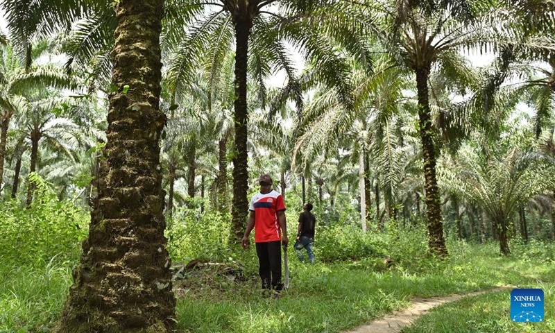 Villagers observe amidst an oil palm forest at Malombo Village, Cameroon, March 27, 2026. (Xinhua/Liu Qiong)