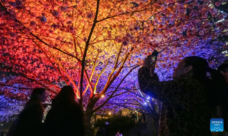 People view illuminated cherry blossom trees during the Blossoms After Dark event at David Lam Park in Vancouver, British Columbia, Canada, on March 27, 2026. The two-night free outdoor event features illuminated cherry blossoms, performances, food vendors and interactive activities. (Photo by Liang Sen/Xinhua)