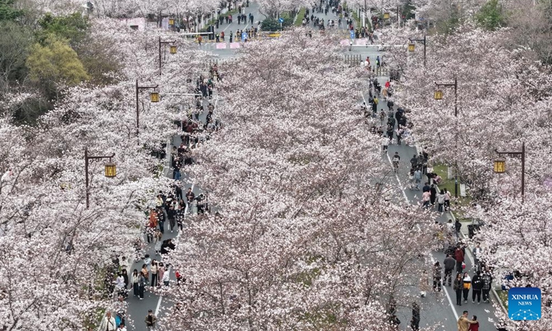 A drone photo taken on March 27, 2026 shows cherry blossoms on Jianzhen Road in Yangzhou, east China's Jiangsu Province. (Photo by Meng Delong/Xinhua)