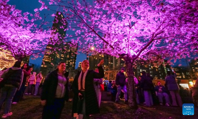 People view illuminated cherry blossom trees during the Blossoms After Dark event at David Lam Park in Vancouver, British Columbia, Canada, on March 27, 2026. The two-night free outdoor event features illuminated cherry blossoms, performances, food vendors and interactive activities. (Photo by Liang Sen/Xinhua)