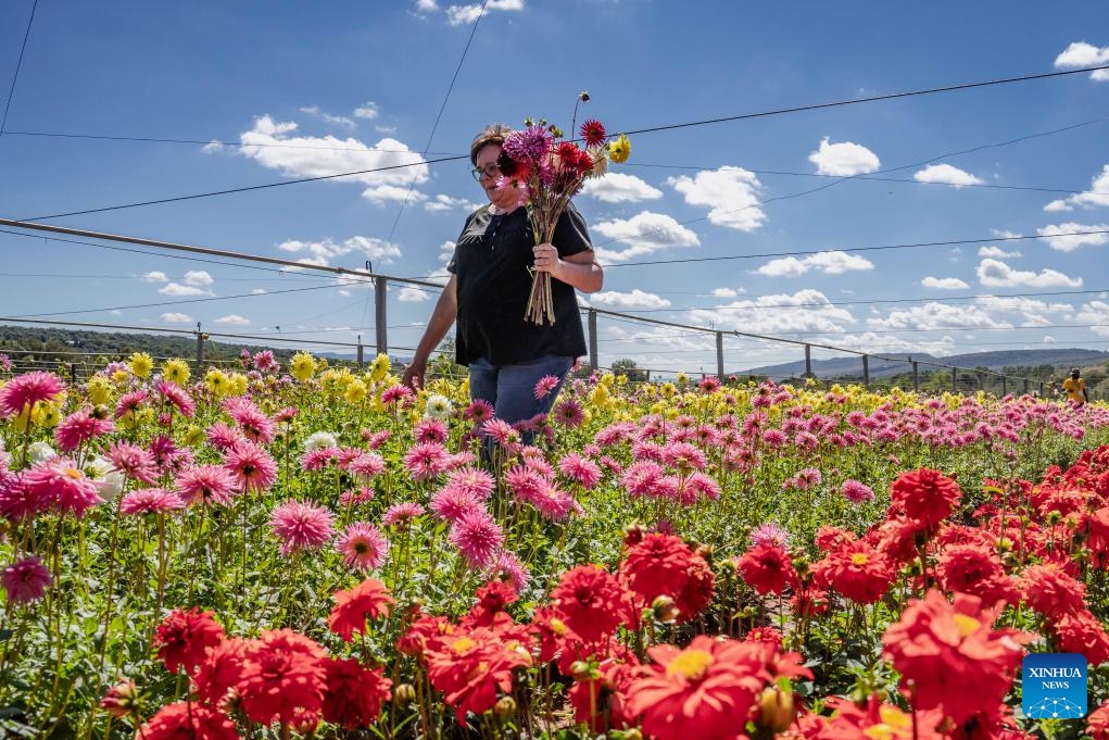 A visitor holds a bunch of flowers at the Dahlia Festival in Magaliesburg, South Africa, March 29, 2026.

The two-day festival concluded here on Sunday. (Photo by Ihsaan Haffejee/Xinhua)