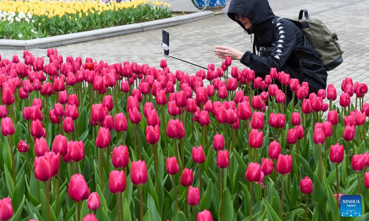 A woman takes photos of tulips in Baku, Azerbaijan, March 29, 2026. (Xinhua/Chen Junfeng)