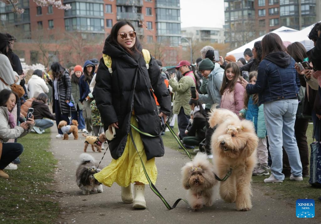 A woman walks her dogs at a pet parade during the Vancouver Cherry Blossom Festival in Vancouver, British Columbia, Canada, on March 29, 2026. (Photo by Liang Sen/Xinhua)