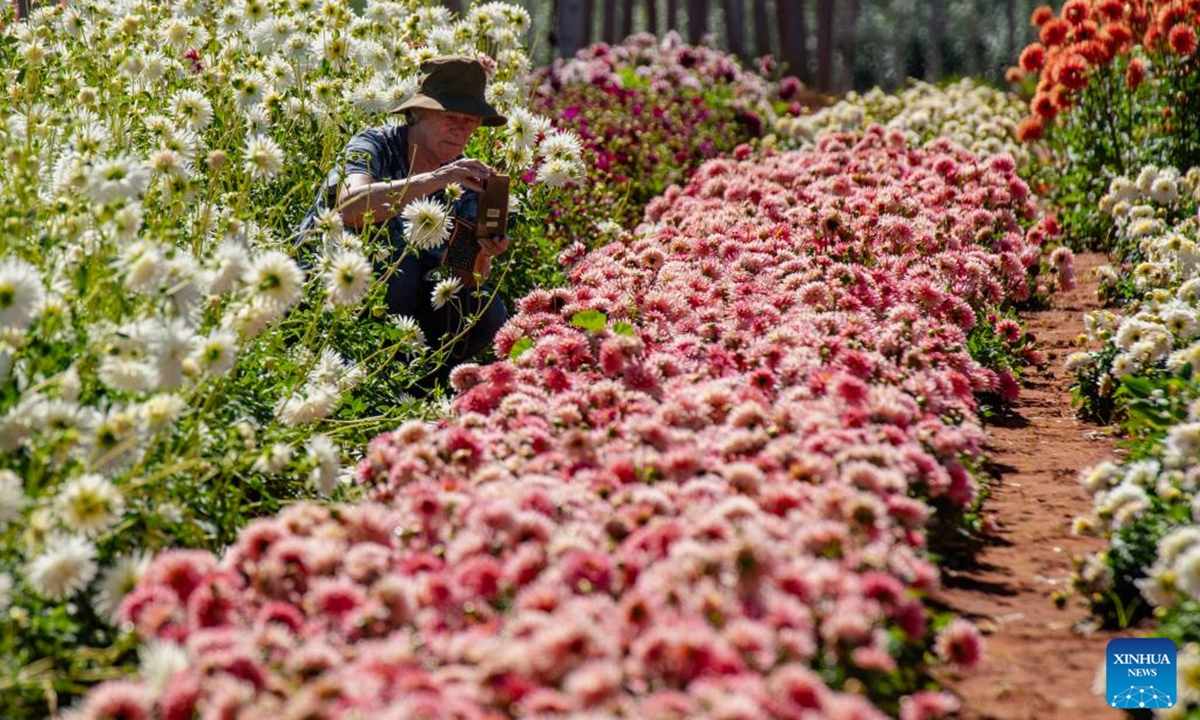 A visitor takes photos of flowers at the Dahlia Festival in Magaliesburg, South Africa, March 29, 2026.

The two-day festival concluded here on Sunday. (Photo by Ihsaan Haffejee/Xinhua)