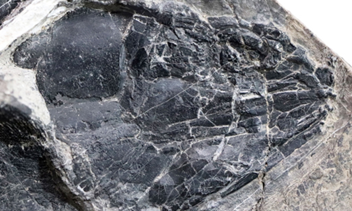 Fossil specimen of Ptycholepis Photo: Screenshot from mapress.com