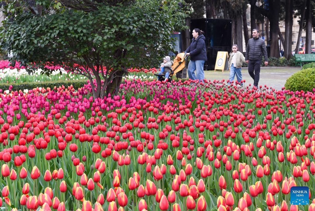 This photo taken on March 29, 2026 shows tulips in full bloom at Baku Seaside Park in Baku, Azerbaijan. (Xinhua/Chen Junfeng)