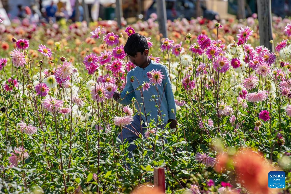 A boy has fun at the Dahlia Festival in Magaliesburg, South Africa, March 29, 2026.

The two-day festival concluded here on Sunday. (Photo by Ihsaan Haffejee/Xinhua)
