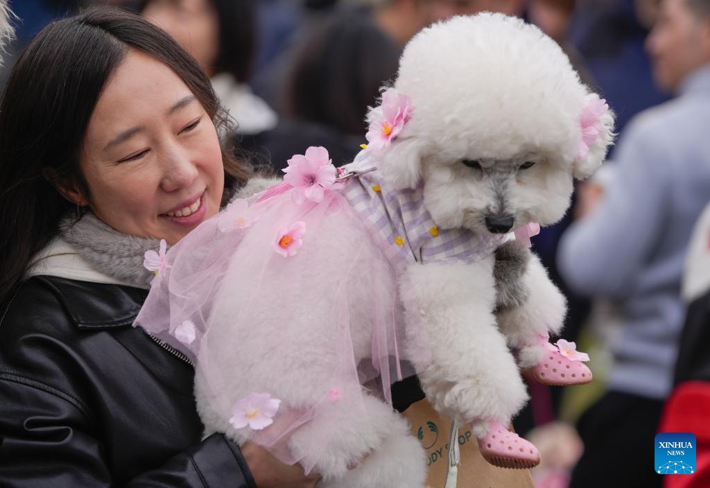 A woman holds her dog in costume at a pet parade during the Vancouver Cherry Blossom Festival in Vancouver, British Columbia, Canada, on March 29, 2026. (Photo by Liang Sen/Xinhua)