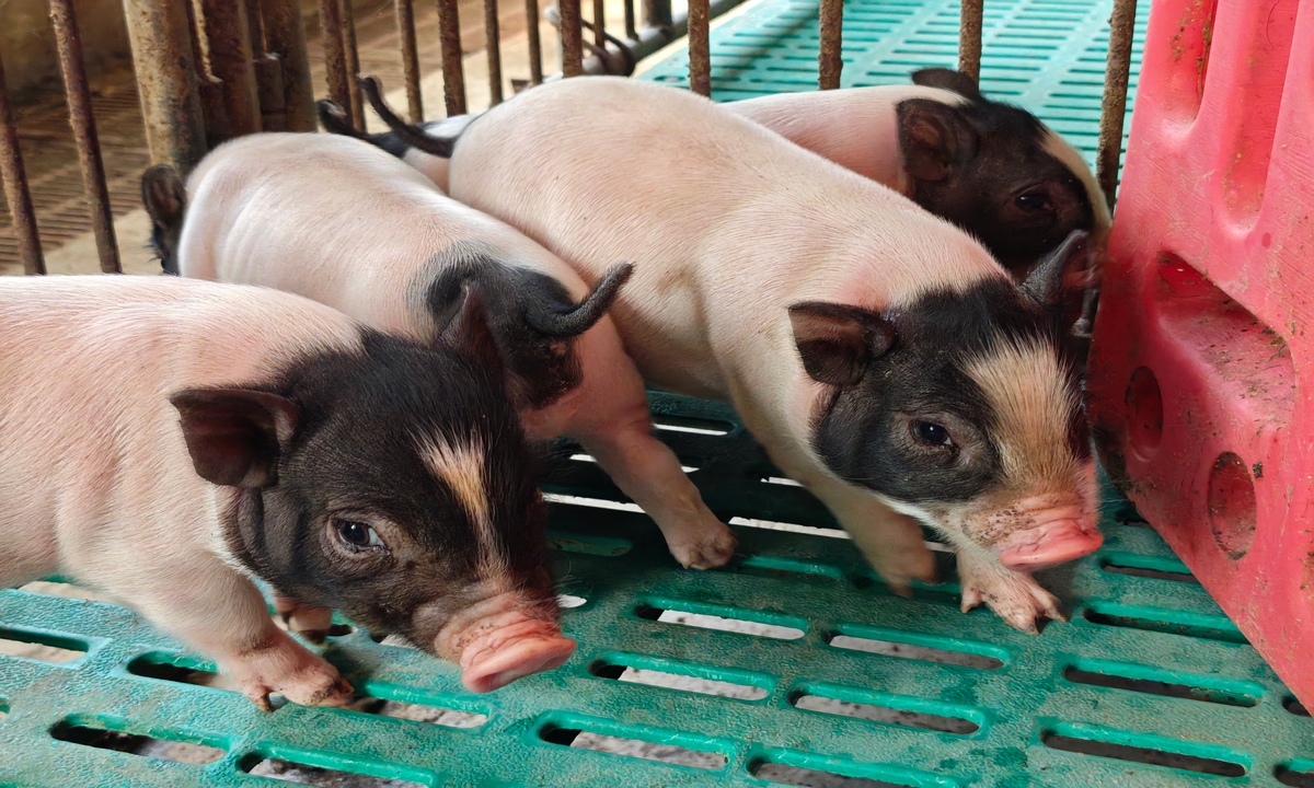 Liver X Receptor alpha gene-edited cloned pigs Photo: Courtesy of Institute of Subtropical Agriculture, Chinese Academy of Sciences