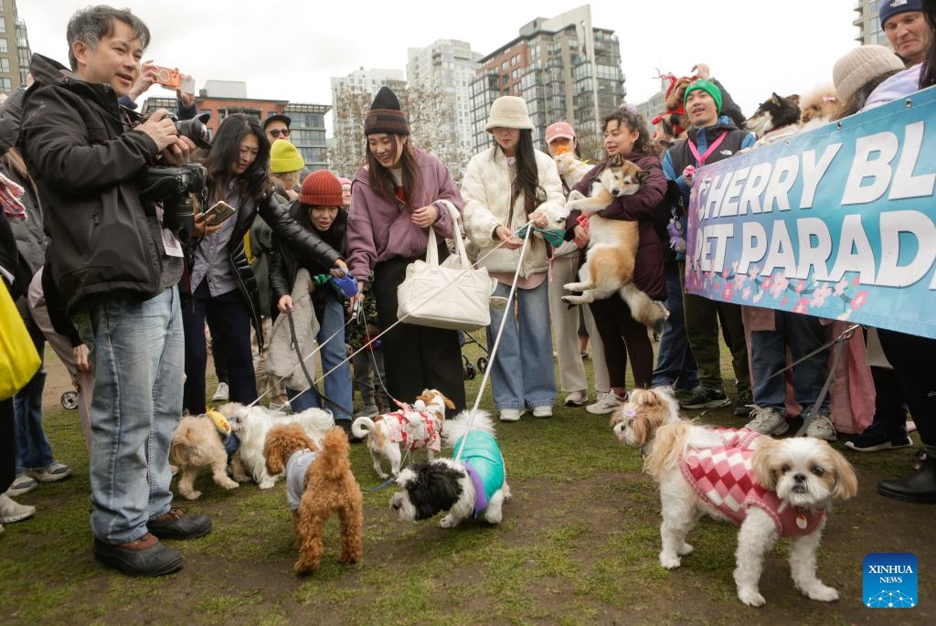 People and their dogs in costumes take part in a pet parade during the Vancouver Cherry Blossom Festival in Vancouver, British Columbia, Canada, on March 29, 2026. (Photo by Liang Sen/Xinhua)