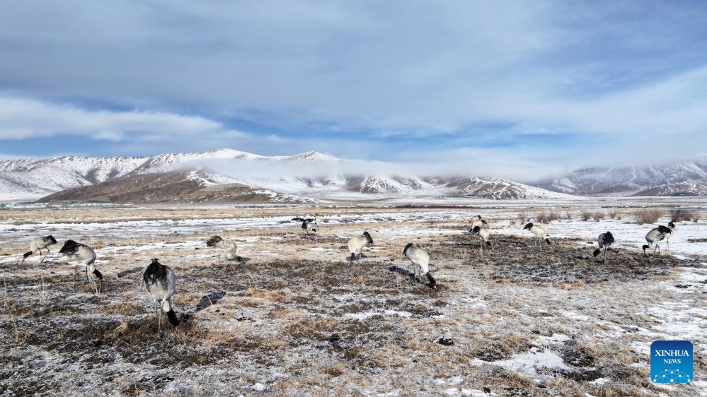 A flock of black-necked cranes forage on the grassland in Hongyuan County, southwest China's Sichuan Province, March 29, 2026. (Photo by Xie Hongcheng/Xinhua)