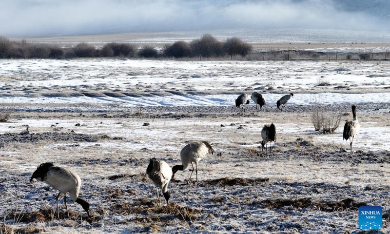 A flock of black-necked cranes forage on the grassland in Hongyuan County, southwest China's Sichuan Province, March 29, 2026. (Photo by Xie Hongcheng/Xinhua)