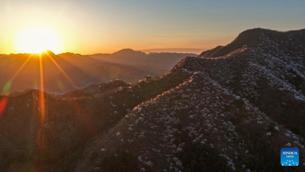 A drone photo taken on March 30, 2026 shows the spring scenery of the Great Wall in Qianxi County, north China's Hebei Province. (Photo by Liu Mancang/Xinhua)

