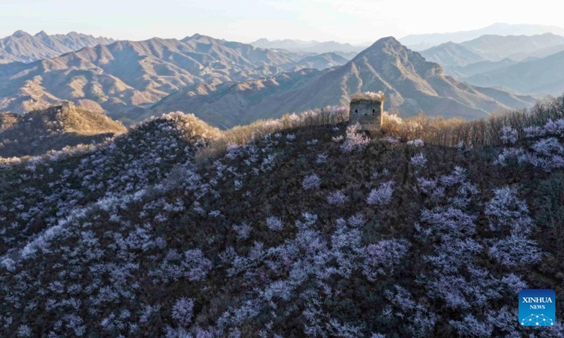 A drone photo taken on March 30, 2026 shows the spring scenery of the Great Wall in Qianxi County, north China's Hebei Province. (Photo by Liu Mancang/Xinhua)

