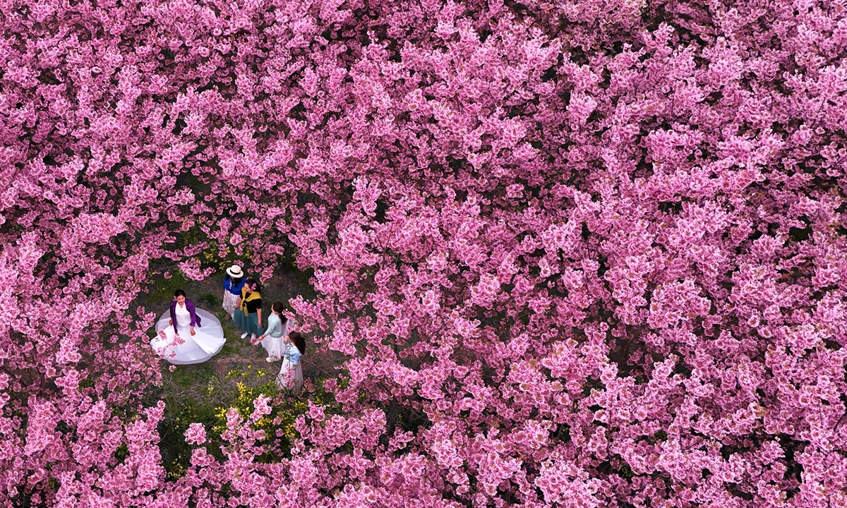 Tourists enjoy cherry blossoms in a cherry garden in Jianhu county, Yancheng, East China's Jiangsu Province, on March 31, 2026. Photo: VCG
