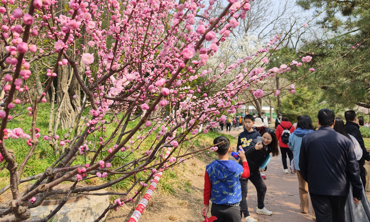 A visitor takes photo at Yuyuantan Park in Beijing on March 28, 2026. Photo: VCG