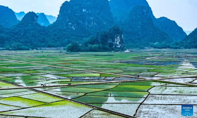 A drone photo taken on March 29, 2026 shows farmers working in fields in Matang Village of Xingye County, Yulin City in south China's Guangxi Zhuang Autonomous Region. (Photo by Liu Zheng/Xinhua)

