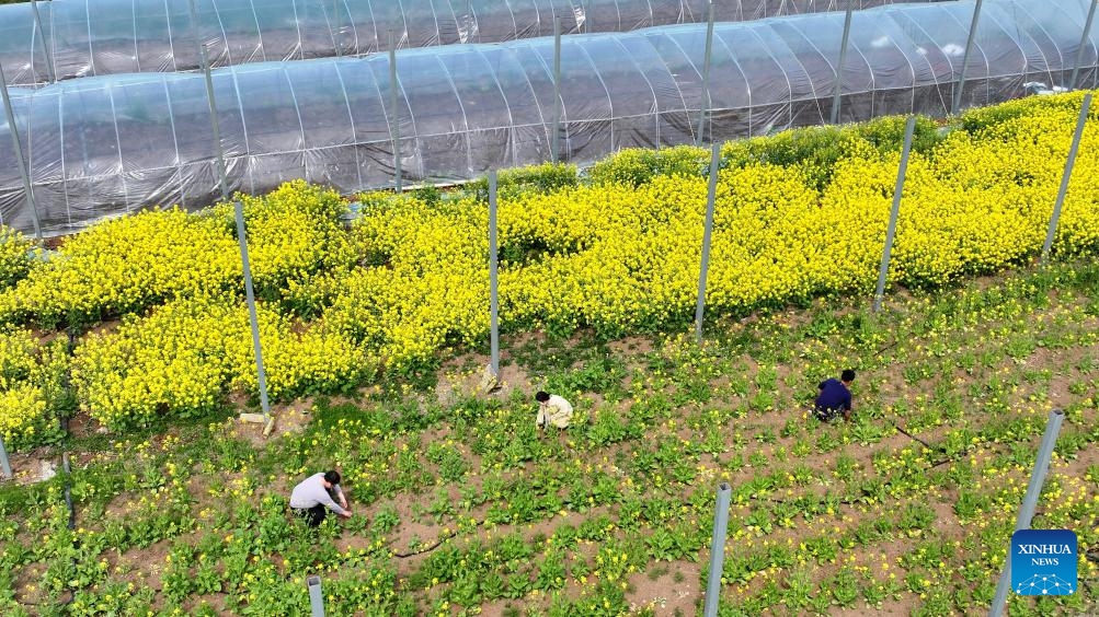A drone photo taken on March 29, 2026 shows farmers working in the field in Shanxi Village of Guanyun County, Lianyungang City, east China's Jiangsu Province. (Photo by Wu Zhengxiang/Xinhua)

