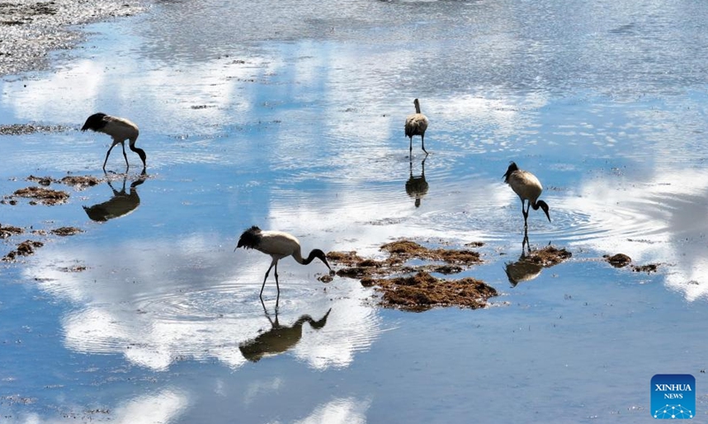 A flock of black-necked cranes forage at a river in Hongyuan County, southwest China's Sichuan Province, March 29, 2026. (Photo by Xie Hongcheng/Xinhua)