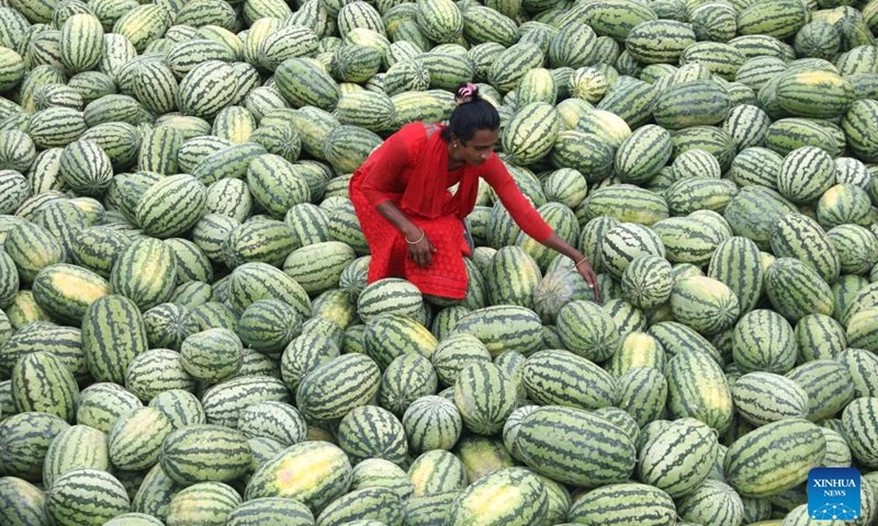 A worker unloads watermelons from boats at Sadarghat in Dhaka, Bangladesh, March 30, 2026. (Photo by Habibur Rahman/Xinhua)

