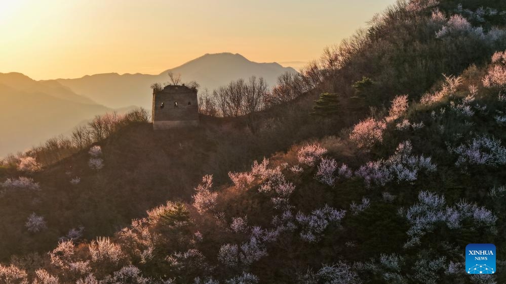 A drone photo taken on March 30, 2026 shows the spring scenery of the Great Wall in Qianxi County, north China's Hebei Province. (Photo by Liu Mancang/Xinhua)

