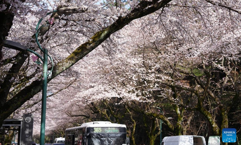 This photo taken on March 31, 2026 shows a view of cherry blossoms along a street near Jeju National University in Jeju Island, South Korea. (Xinhua/Zhu Hui)

