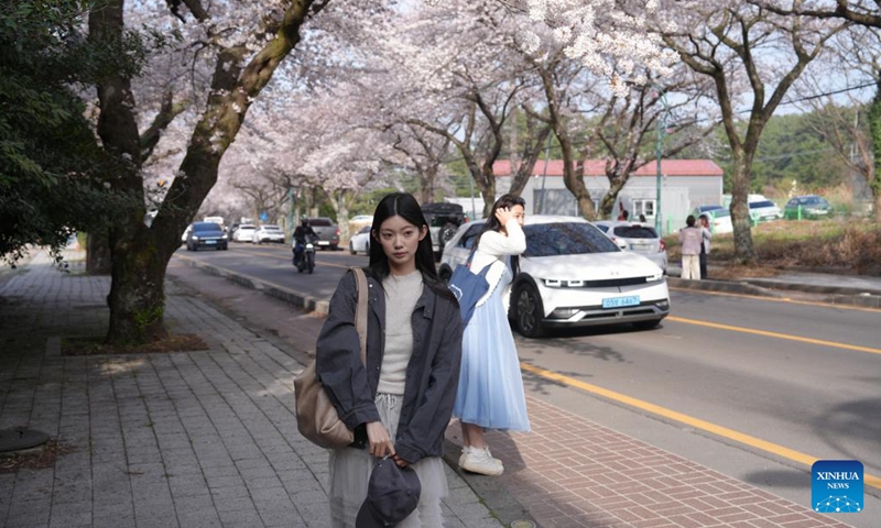 A tourist poses for photos with cherry blossoms along a street near Jeju National University in Jeju Island, South Korea, on March 31, 2026. (Xinhua/Zhu Hui)

