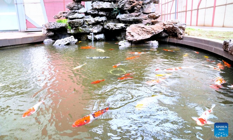 This photo taken on March 30, 2026 shows a pond of ornamental fish using treated wastewater from industrial production at a steel plant in Hukou High-Tech Industrial Park in Jiujiang City, east China's Jiangxi Province. (Photo by Peng Yi/Xinhua)