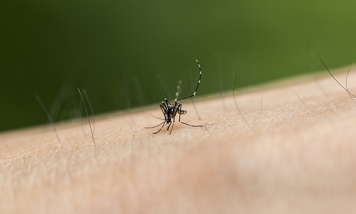 An Aedes mosquito known for its resilience and tendency to lay eggs on the inner walls of small water containers, hatching when rainwater accumulates Photo: VCG
