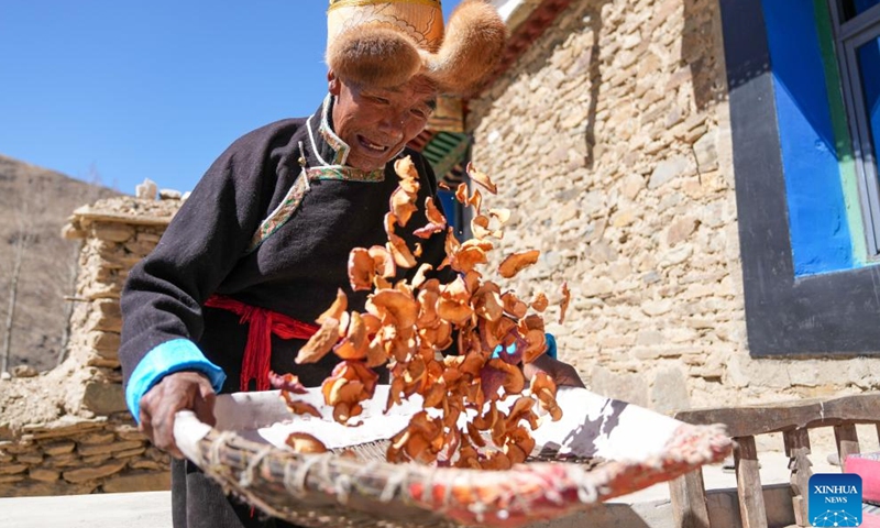 Padma Tashi dries apple slices at home in Zhanang County, southwest China's Xizang Autonomous Region, March 26, 2026.