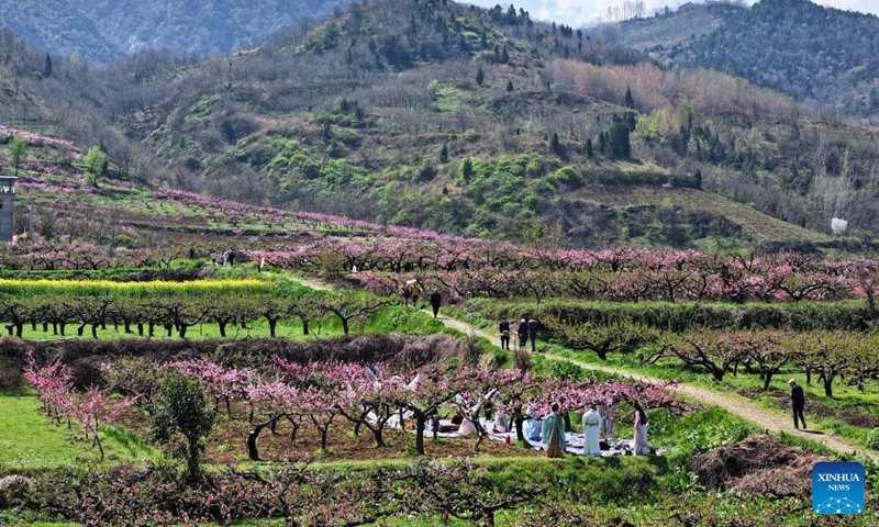 A drone photo taken on March 31, 2026 shows tourists enjoying peach blossom in Chang'an District of Xi'an, northwest China's Shaanxi Province. Cultural events were held among peach blossom at the foot of Zhongnan Mountains in Chang'an District of Xi'an, attracting tourists to visit. (Xinhua/Shao Rui)

