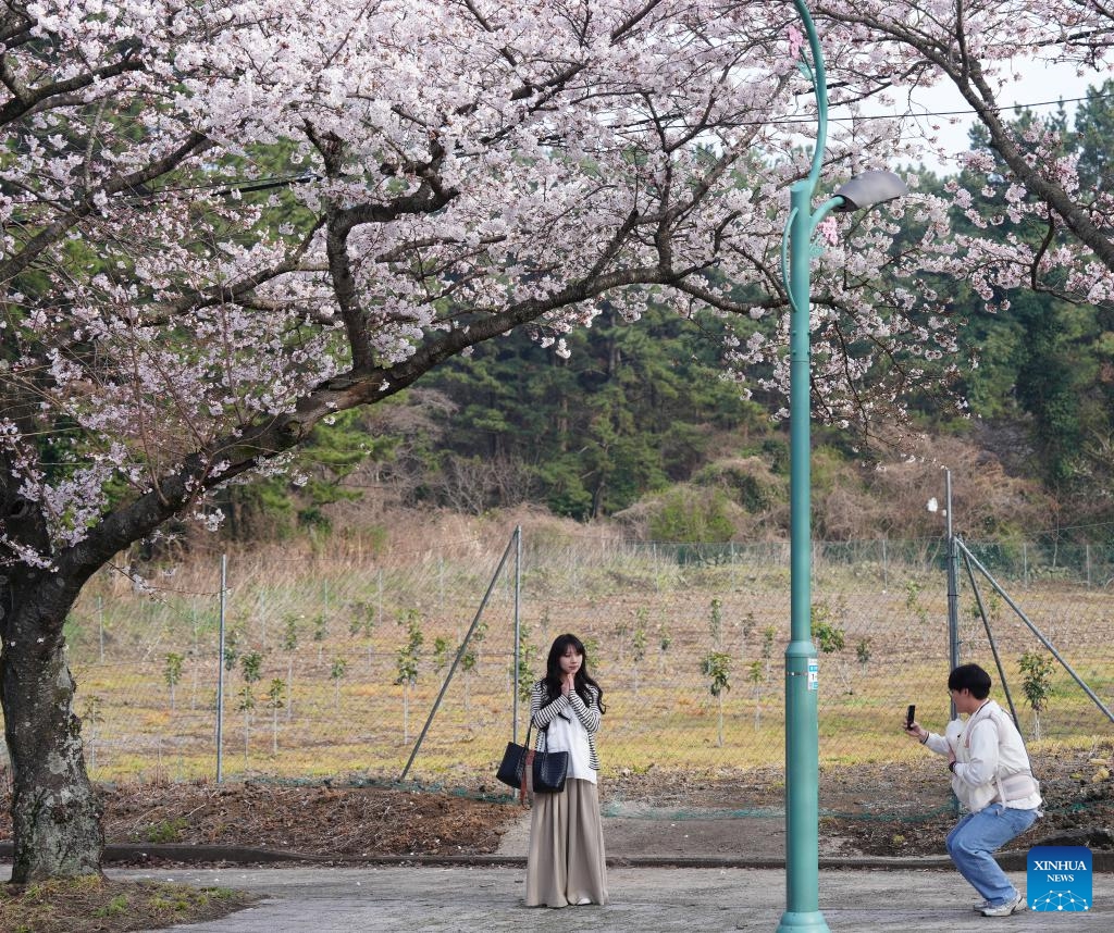 Tourists take photos with cherry blossoms along a street near Jeju National University in Jeju Island, South Korea, on March 31, 2026. (Xinhua/Zhu Hui)

