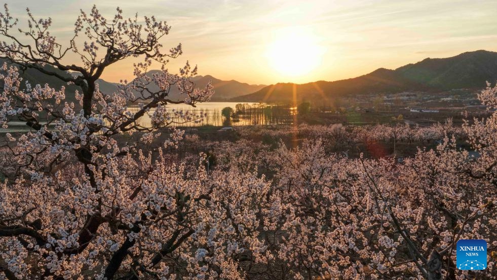 An aerial drone photo taken on March 30, 2026 shows flowers blooming in Zunhua, north China's Hebei Province. (Photo by Liu Mancang/Xinhua)

