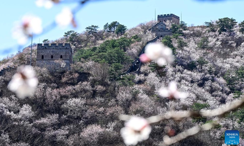 This photo taken on April 1, 2026 shows blooming flowers at Huanghuacheng Lakeside Great Wall in Huairou District of Beijing, capital of China. (Xinhua/Chen Yehua)

